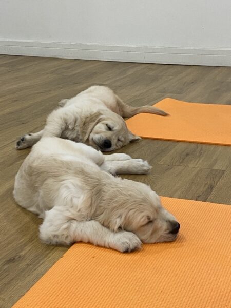 Two golden retrievers sleeping on orange yoga mats