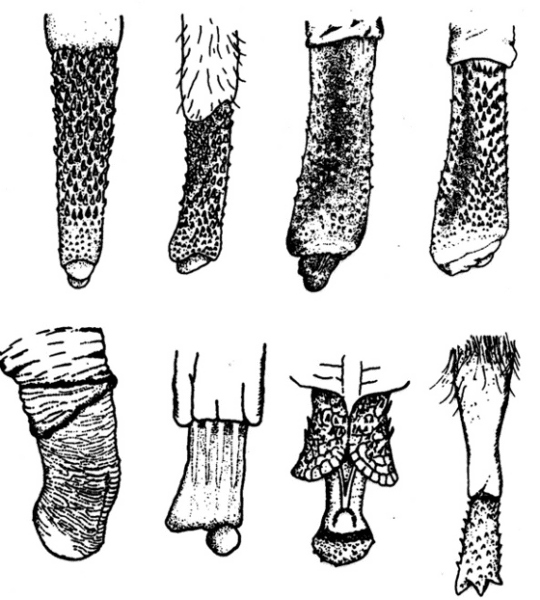 Examples of the more elaborate penises in the animal kingdom