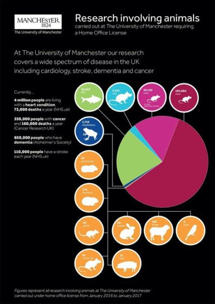 animal research infographic Image: The University of Manchester