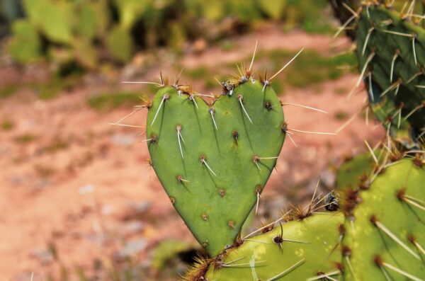 heart cactus