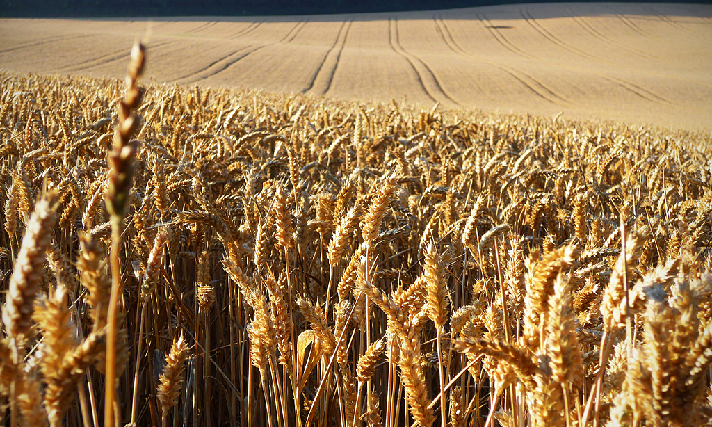 Field of wheat: Andrew Gustar @ Flickr