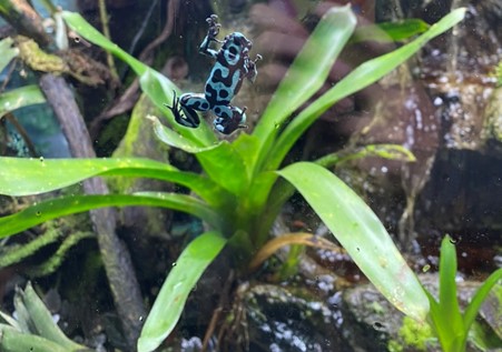Visit the poisonous dart frogs this biology week