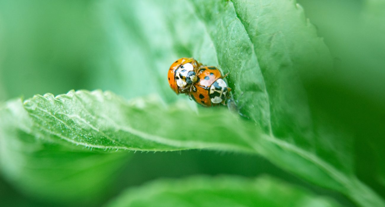 lady bugs, insects