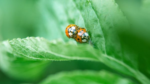 lady bugs, insects