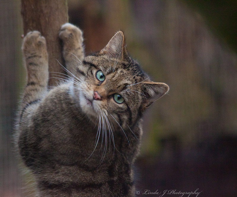 Tree climbing scottish wildcat