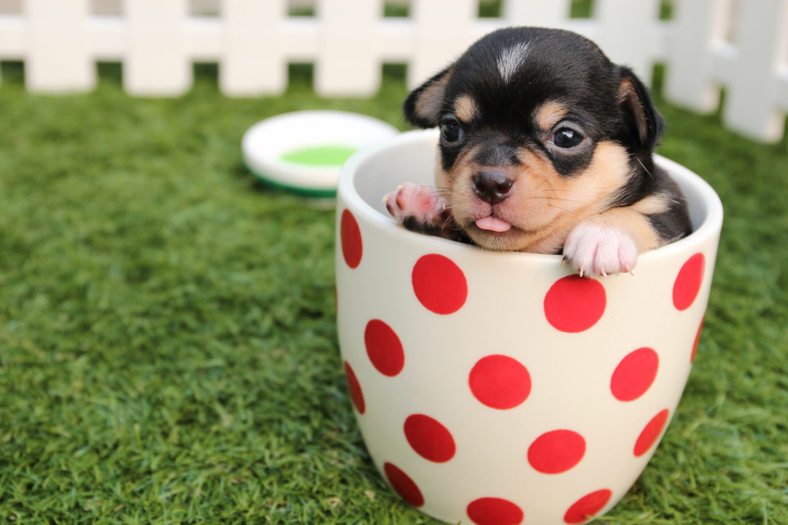 cup dog