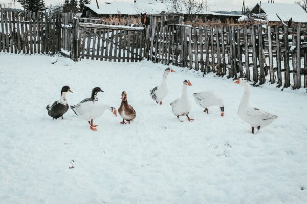Lesser snow geese on a farm