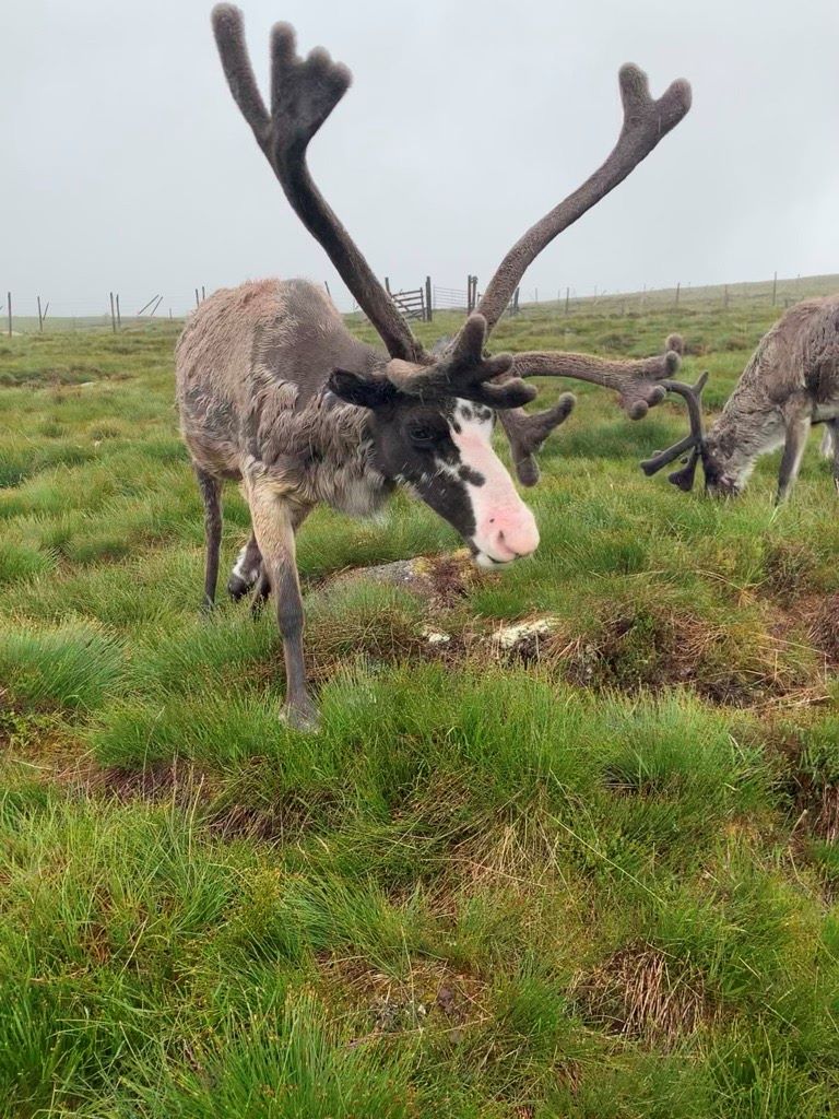 Reindeer in Scotland 
